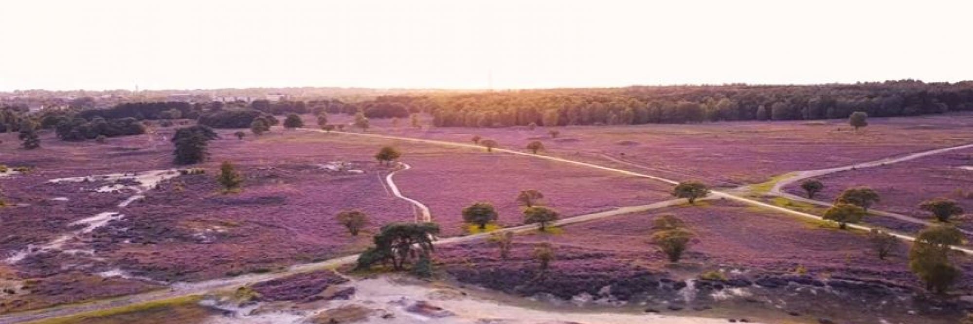Hilversumse heide